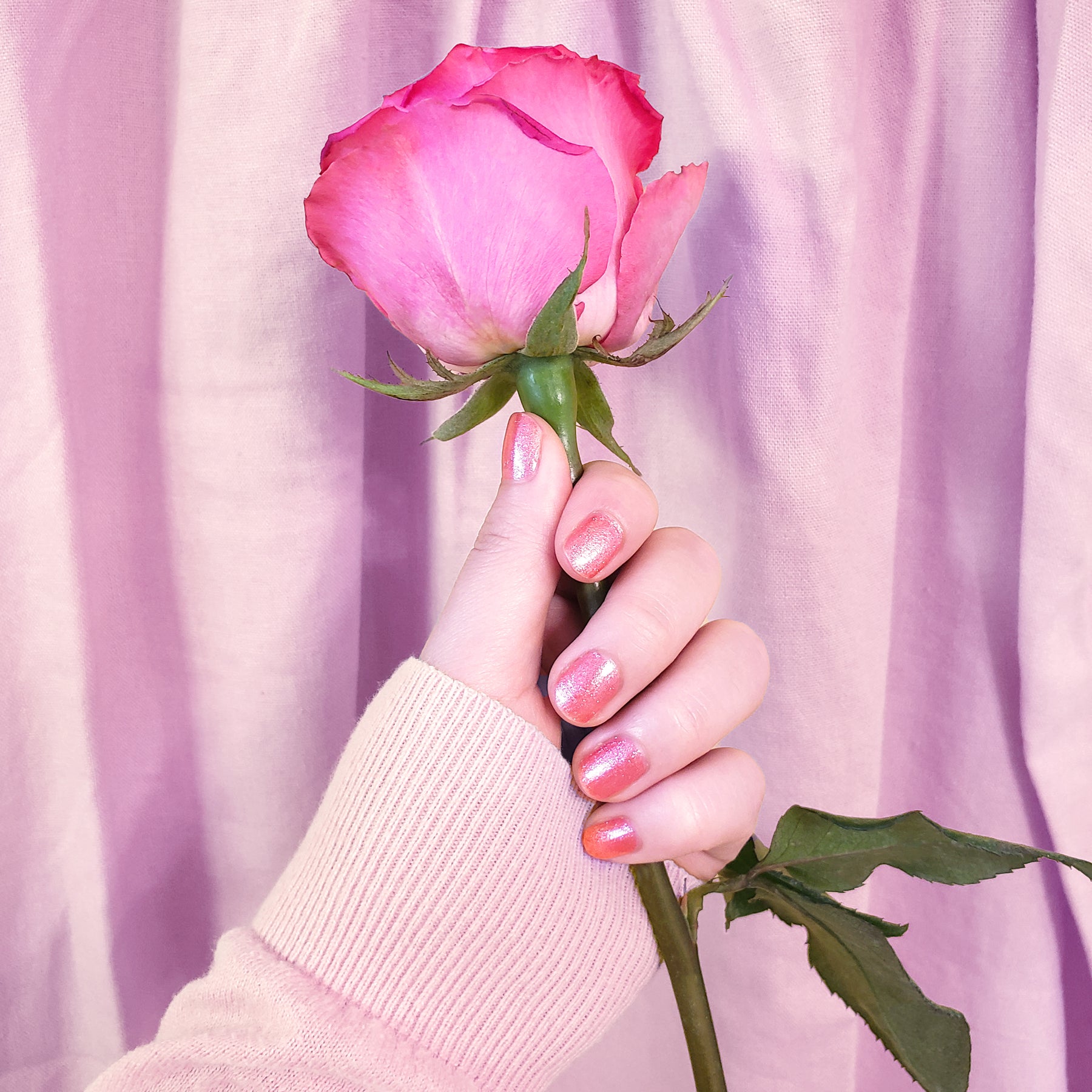 Hand holding pink rose against a pale pink fabric backdrop.